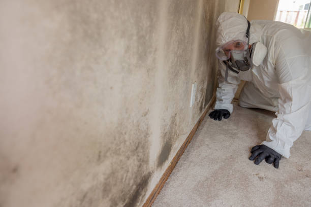 Burnsville, MN Mold Removal Company